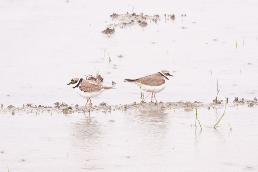 Corrieri piccoli (Charadrius dubius)